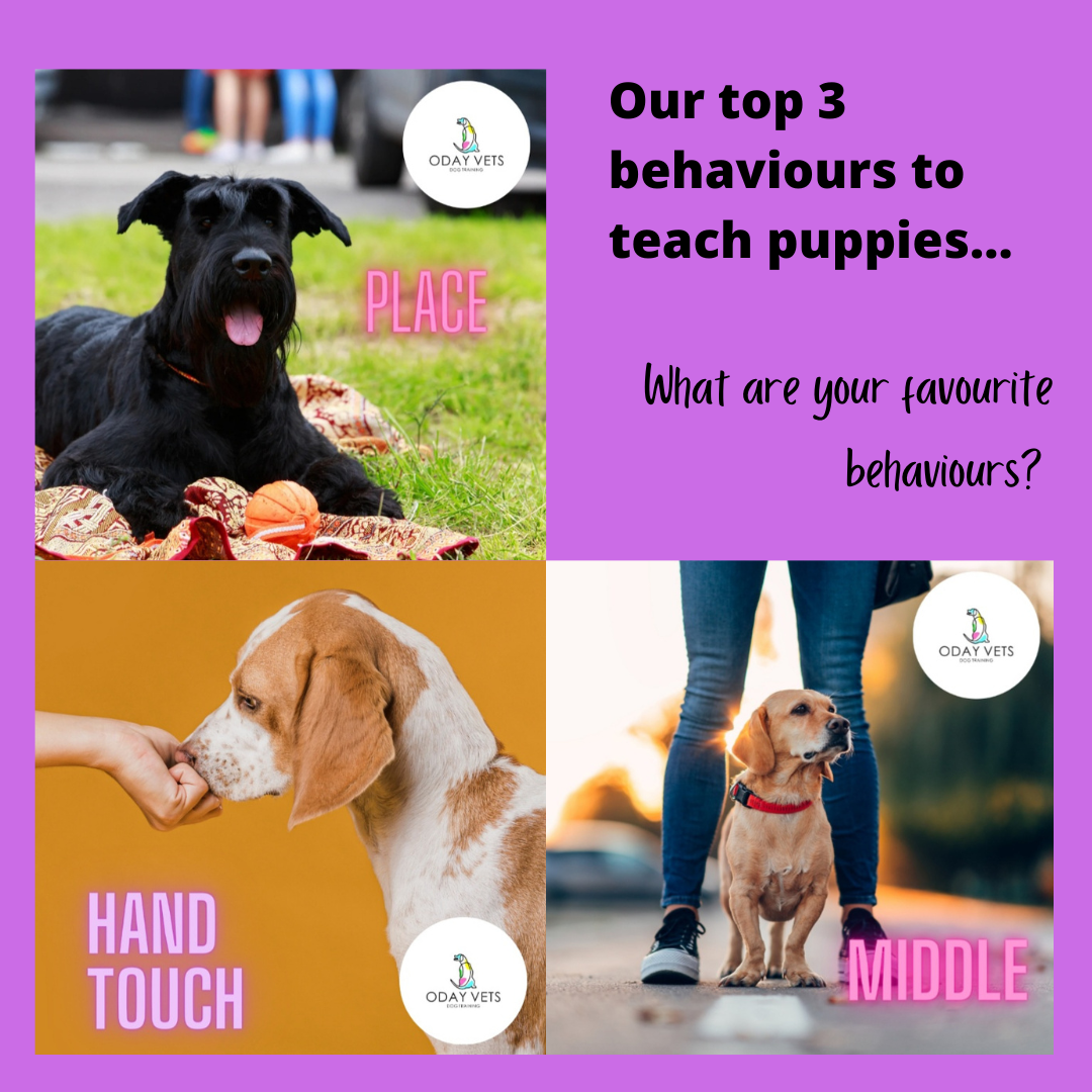 top-3-behaviours-to-teach-a-new-puppy-oday-vets