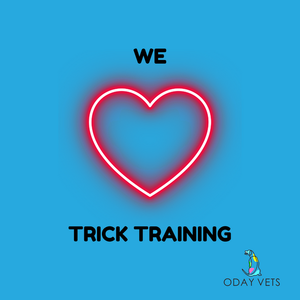 Dog trick training: Why trick training benefits dogs of any age.