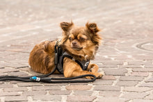 Load image into Gallery viewer, Curli Stretch Comfort Dog Leash (Shock Absorbing Rope Lead) – 1.8m Medium