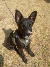 Load image into Gallery viewer, Curli Air Mesh Clasp Vest Harness (Step-In) | Small–Medium Dogs Moss