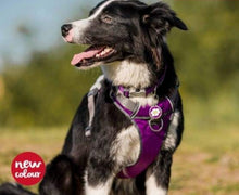 Load image into Gallery viewer, Red Dingo Purple Medium Padded Harness