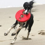 Load image into Gallery viewer, Rogz RFO Dog Frisbee LARGE Toy