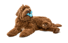 Load image into Gallery viewer, West Paw Tux Treat Dispensing Dog Chew Food Toy SMALL