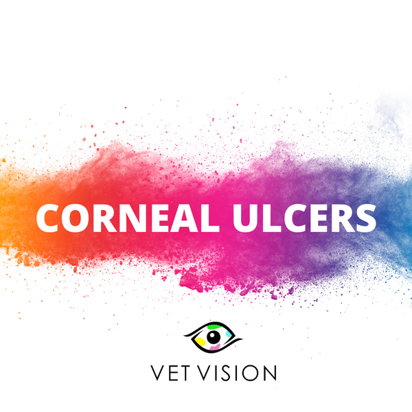 Pet Corneal Ulcers - Veterinary Ophthalmologist Dr. Lo-an Odayar