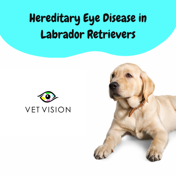 Hereditary Eye Diseases in the Labrador Retriever - Veterinary Ophthalmologist Dr. Lo-an Odayar