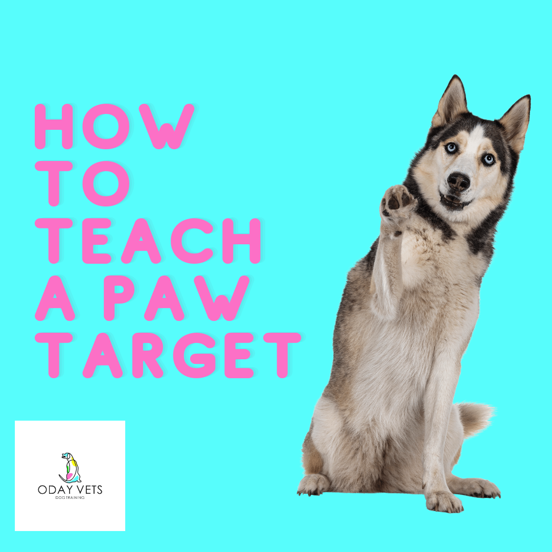 Dog Training Teaching A Dog A Paw Target Oday Vets dog-training-teaching-a-dog-a-paw-target-oday-vets