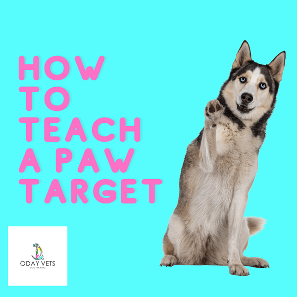 Dog Training: Teaching a dog a paw target