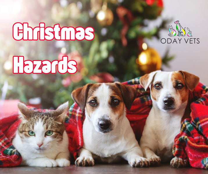 Christmas Hazards for Dogs And Cats