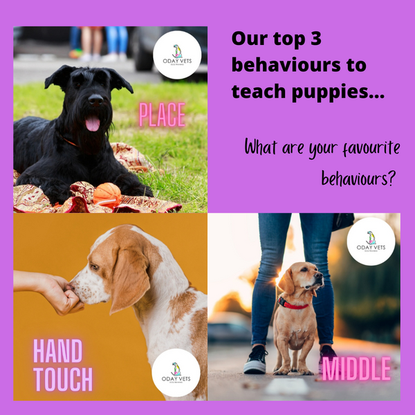 Top 3 behaviours to teach a new puppy