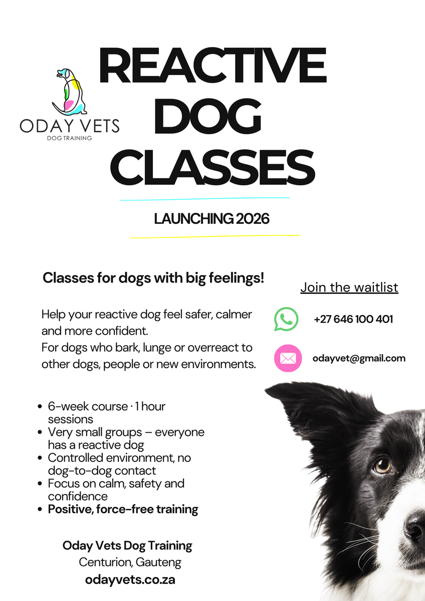 Launching 2026 Reactive Dog Classes For Dogs With Big Feelings Oday Vets launching-2026-reactive-dog-classes-for-dogs-with-big-feelings-oday-vets
