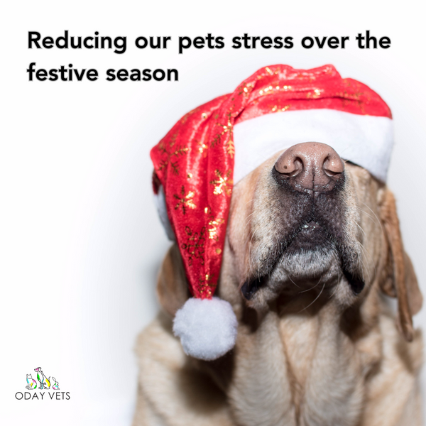 How to reduce our dogs and cats stress levels during the festive season