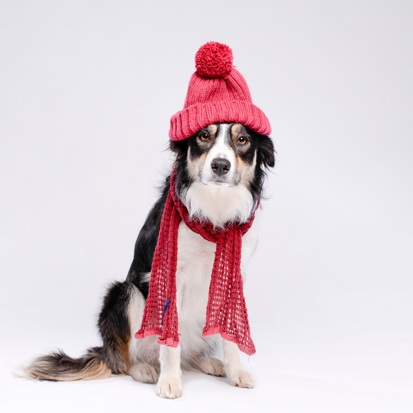 Winter is Coming: 6 Tips to Help Your Senior Pet During the Cold Weather