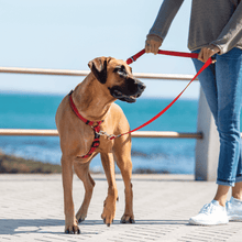 Load image into Gallery viewer, Rogz Utility Control Multi Lead – Large (Blue) | Adjustable 2m
