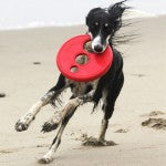 Load image into Gallery viewer, Rogz RFO Dog Frisbee SMALL Toy
