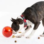 Load image into Gallery viewer, Rogz Tumbler Dog Food Puzzle Ball
