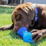 Load image into Gallery viewer, Dog Chewing a Blue Large Rogz Yumz

