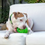 Load image into Gallery viewer, Dog chewing a Rogz Yumz large lime green
