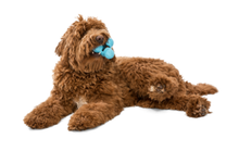 Load image into Gallery viewer, West Paw Tux Treat Dispensing Dog Chew Food Toy LARGE
